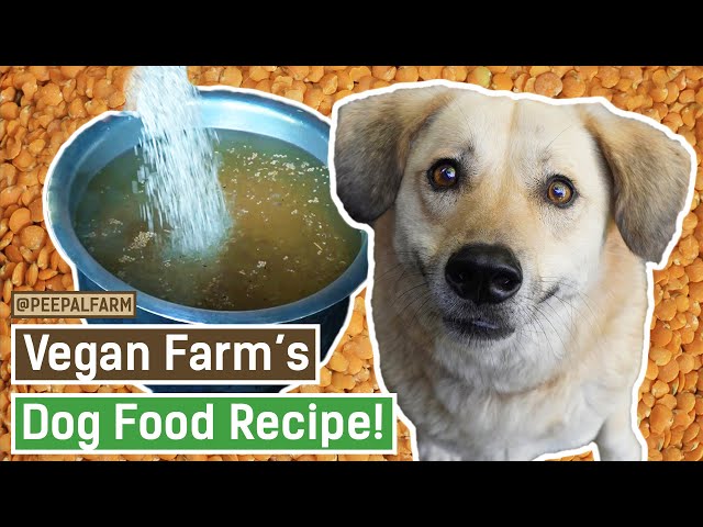 Ghar par dog food kaise banaye | Dog food at home | Vegan Dog Food | Dog Food Recipe