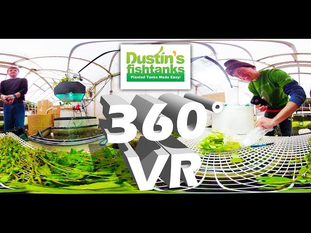 VR 360° Aquarium Plant Unboxing: Greenhouse Aquatic Plants