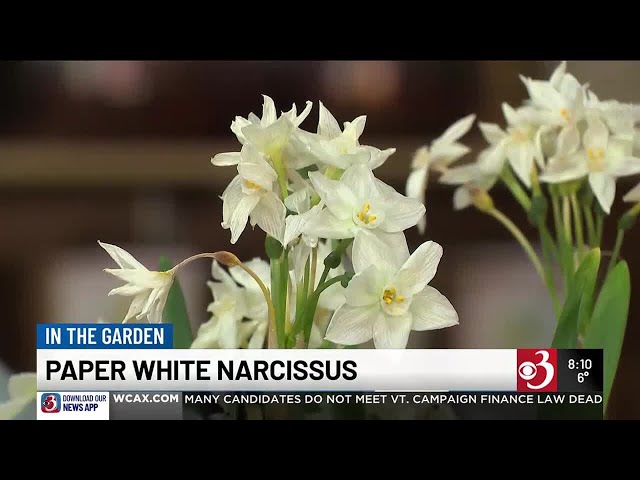 In the Garden: Paper White Narcissus