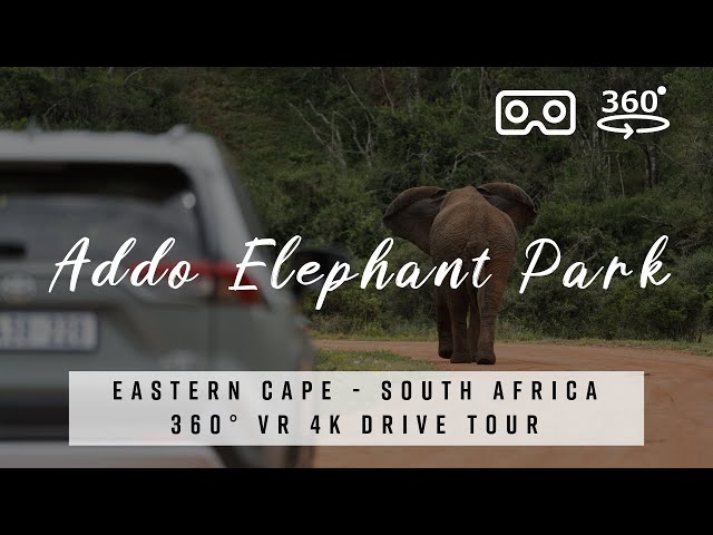 Addo Elephant Park Safari 🇿🇦 South Africa - 360° VR 4K Tour with best of Deep House Music