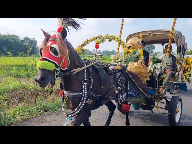 NAIK KUDA -KUDA DELMAN - KALAU KAU SUKA HATI - PELANGI-PELANI LAGU TERBARU G - NAIK DELMAN ISTIMEWA