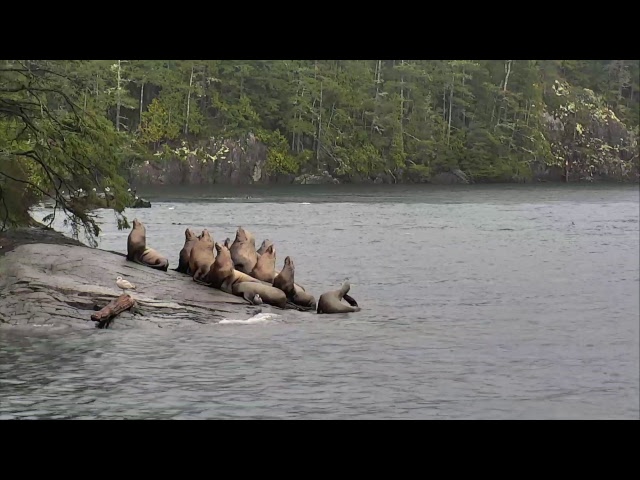 OrcaLab Sea Lion Beach powered byEXPLORE.org