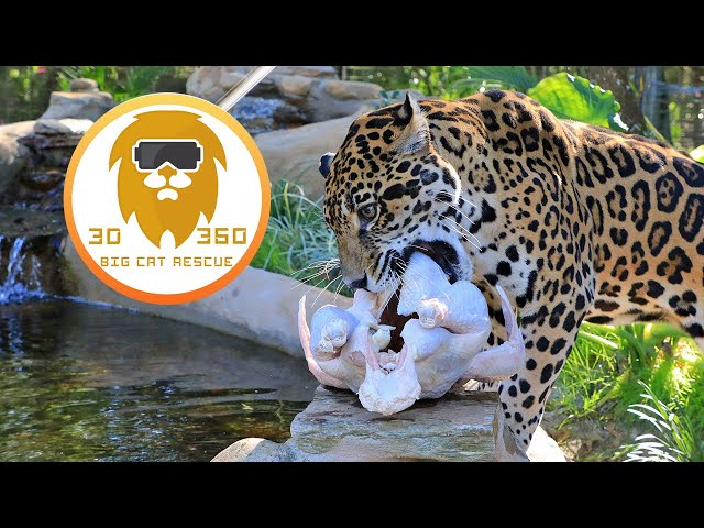 Jaguar takes on 24lb turkey 3D 180VR