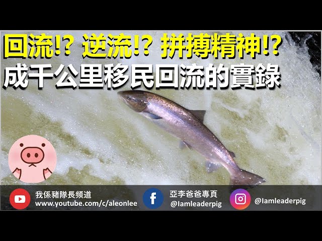 【移民温哥華手記】大自然生態奇觀｜三文魚洄游｜ 壯觀感人的生命力