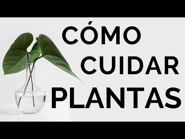 Cómo Cuidar PLANTAS de INTERIOR? / Minimalismo