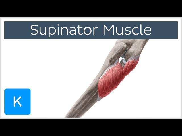 Supinator Muscle - Origins & Function - Human Anatomy | Kenhub