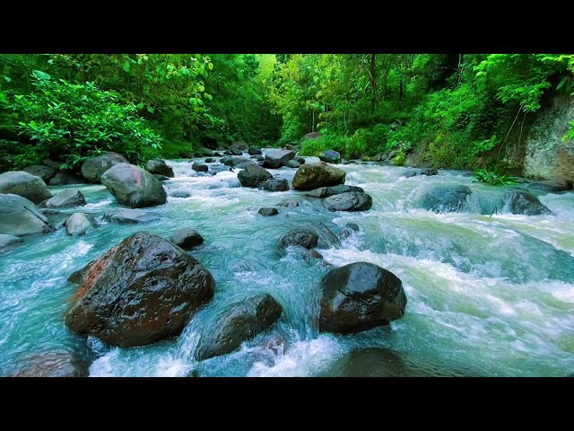 Mountain stream flowing, Forest river stream, Flowing water, white noise for sleeping