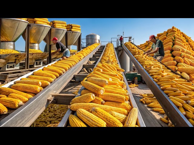 Inside America's $9.2 Billion Sweet Corn Empire - From Seed to Global Success