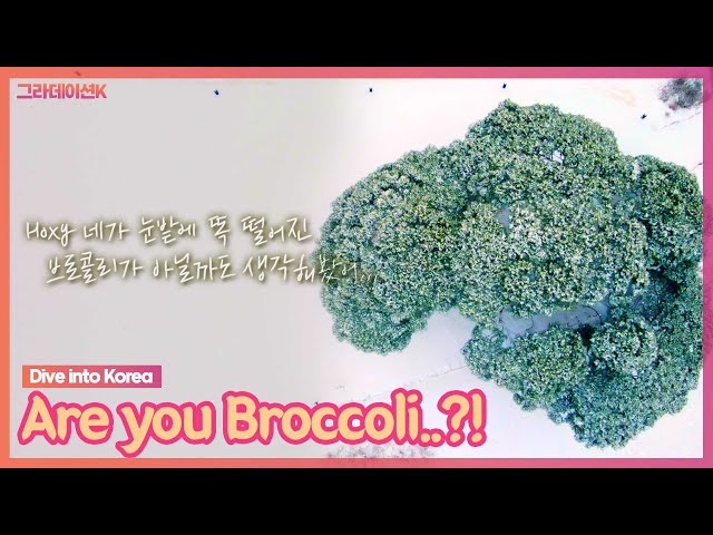 Broccoli or Tree?🌲Best Spots to See Korea's Stunning Pine Trees #KoreaTravel #Gangwon 영월 솔고개 #engsub