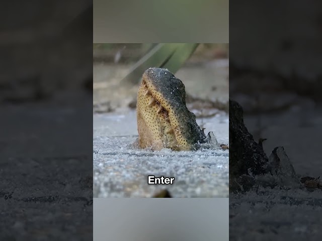 Frozen alligator 😨