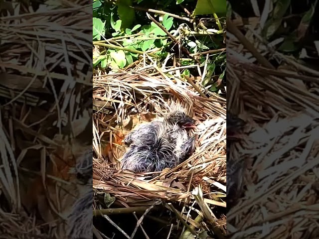 Greater coucal All the baby birds cry for their mother 4