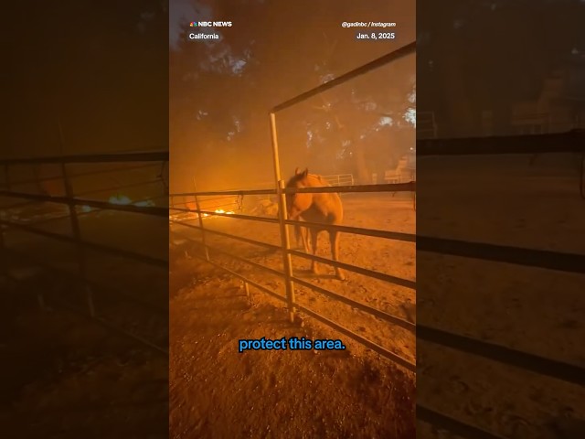 California firefighter hops fence to rescue trapped horse