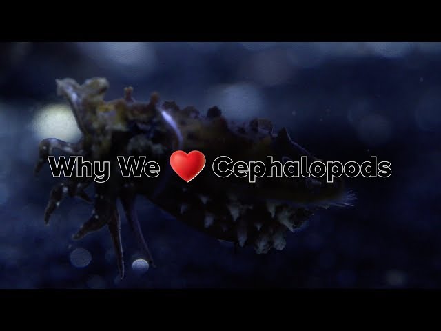 Why We Love Cephalopods