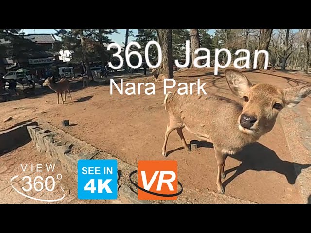 Feeding the wild deer in Nara Park (奈良公園), Japan [360 4K VR]