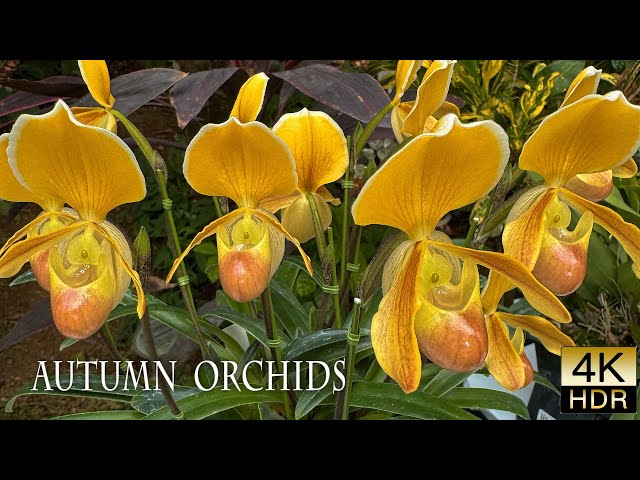 【4K HDR Orchid】 Autumn Exotic Orchid  Exhibition TOKYO 2024