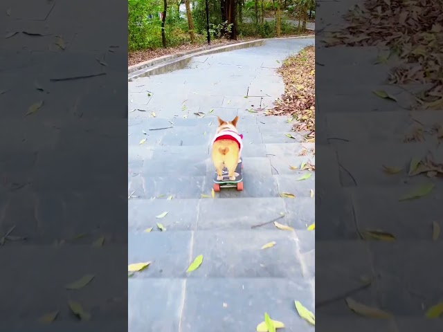 The corgi dog slid down the hill smoothly. #corgi #skateboardingdog