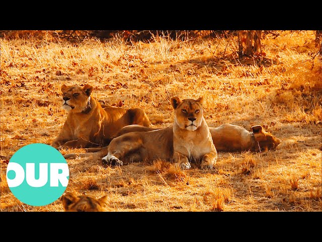 An Adult Male Lion Is Introduced To An All Female Pride | Lion Country Ep10 | Our World