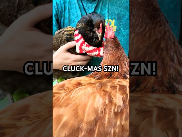 CLUCK-MAS GIFT! My chicken, Crookshanks, tries on her new holiday scarf