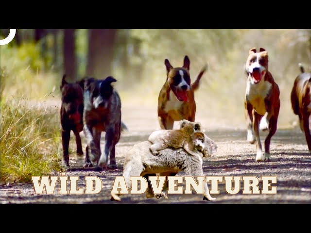 Koala's Incredible Escape from Hunting Dogs | Wild Ones Episode 6 | Animal Documentary