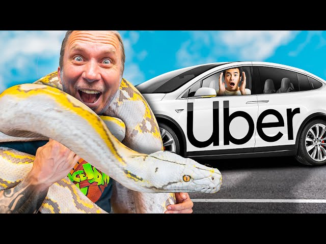 Testing 'Pet Friendly' Ubers With My Giant Snakes!