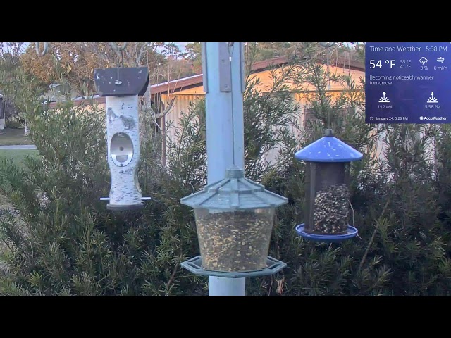 Orlando Florida Bird Cam  WE 01/24/2025