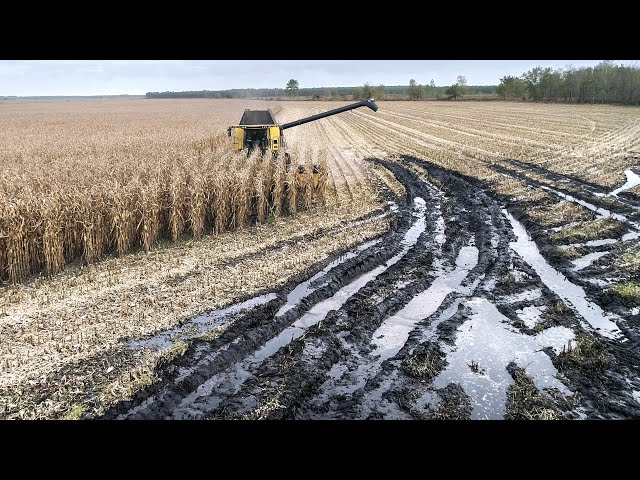 EXTREM CONDITIONS Harvest in FRANCE | Twin Wheels tractor & 12 rows corn harvester