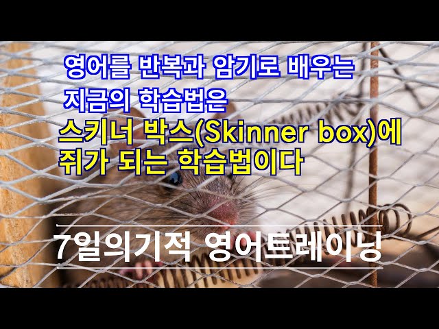 영어를 반복과 암기로 배우는 지금의 학습법은  스키너 박스(Skinner box)에 쥐가 되는 학습법이다  [머스터디넷]