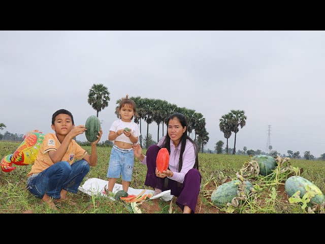 Pick And Eat Fresh Juicy Water Melon In Countryside | Molika Mommy And Little Boy Eating Water Melon