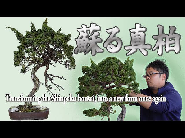 Shinpaku bonsai revived by Mr. Yoshihiko Moriyama