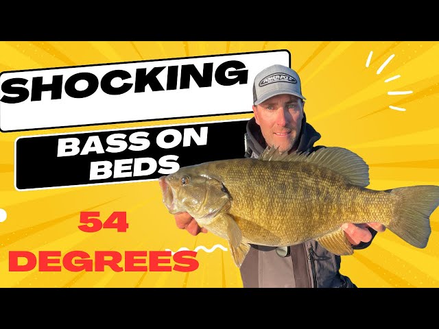 Earliest I ever seen Bass on BEDS!