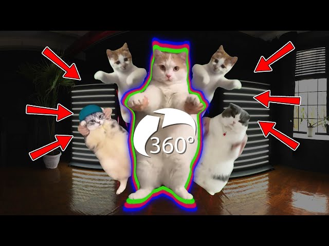 DANCING CAT MEME 360° | VR 360 Video