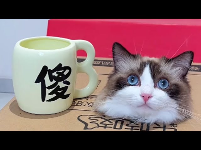 這杯子也太奇葩了吧，我家貓咪的迷惑行為！#funny #幽默 #貓咪