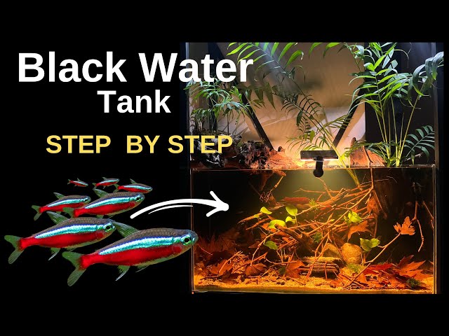 Easy & Cheap! Black Water Aquarium/ How To Make/ Step By Step/ Aquascape Tutorial/ Natural Aquarium