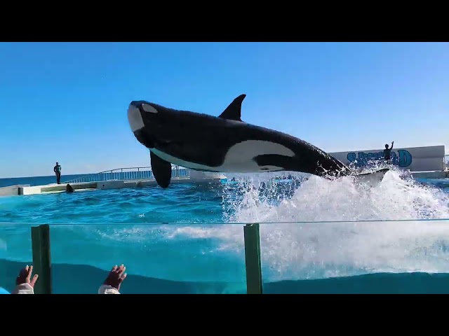 Killer Whale Show Kamogawa Sea World - Japan Trip