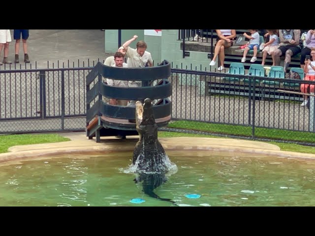 Salt Water Crocodile feeding at Australia Zoo