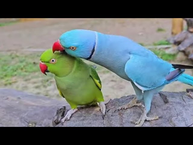 Cute Green Ringneck parrot Talking Natural sounds