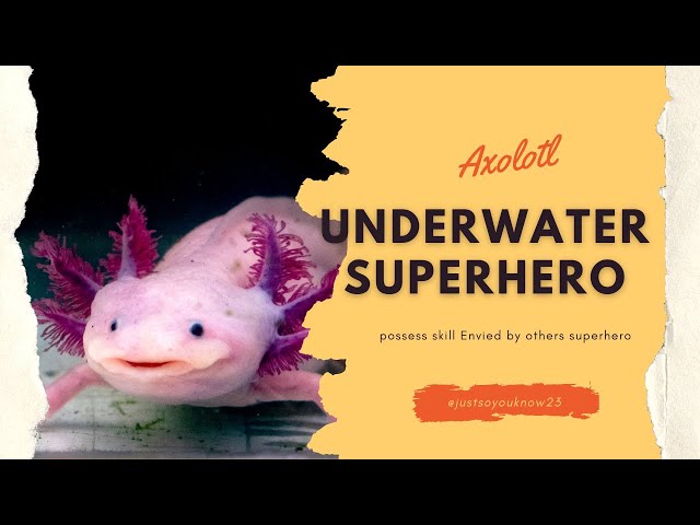 Unbelievable Axolotls Facts: Masters of Regeneration! You Won't Believe What They Can Do!