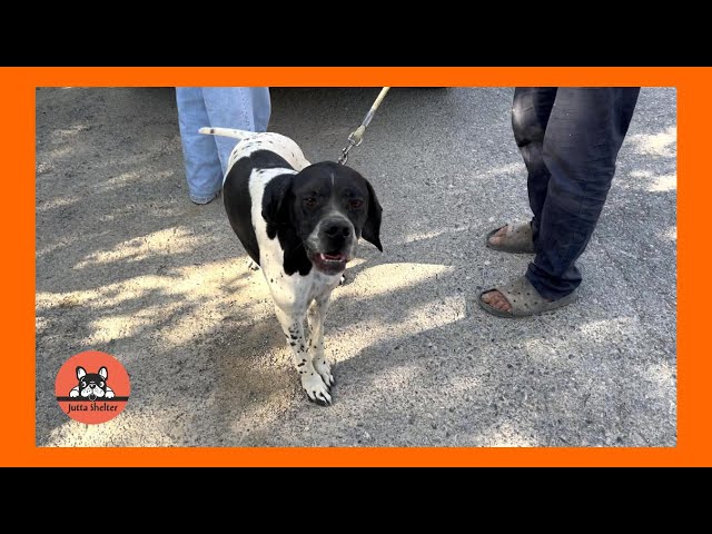 Rescued Pointer Dog Sam Got an Amazing Adoption