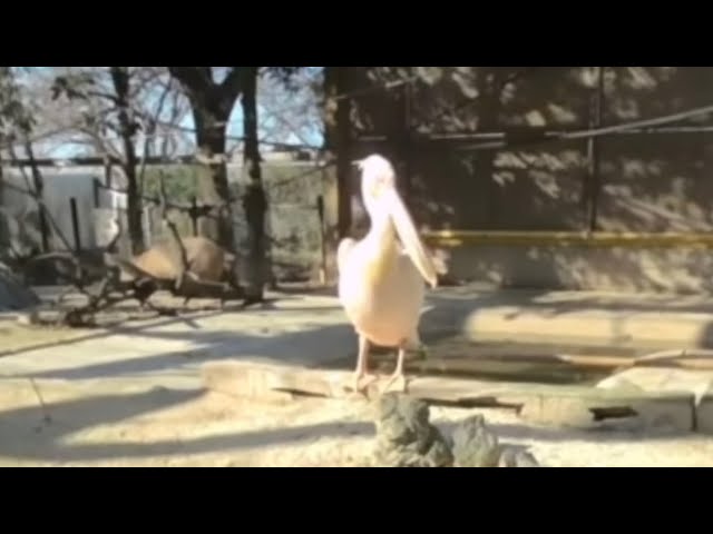 【東武動物公園】【VR180】ぺりかんさん