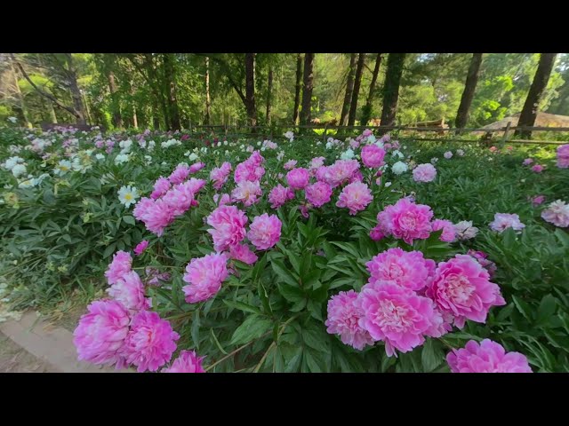 Schwartz Peony Garden at Seneca Creek State Park 3D 180 VR Relaxation Video