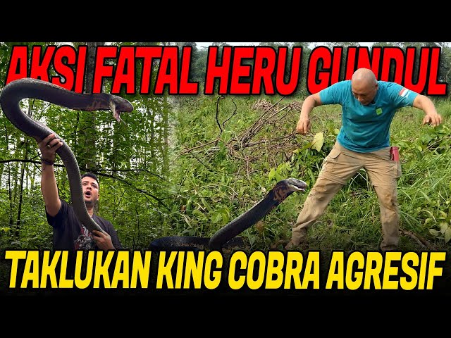 SERANGAN FATAL KING COBRA PENGHUNI HUTAN‼️PANJI PETUALANG X HERU GUNDUL