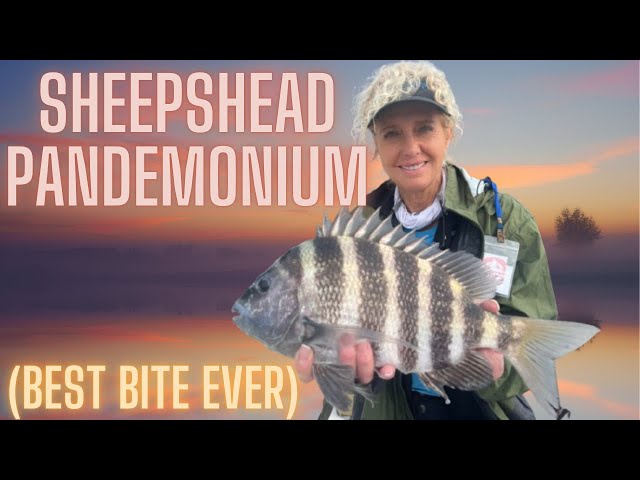 Epic Day Fishing for Giant Sheepshead with Annalisa  - Pine Island Sound