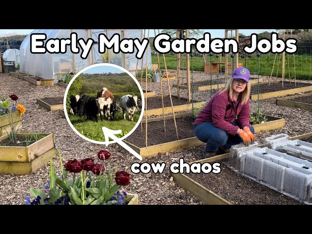 A Busy Late Spring in My English Vegetable Garden