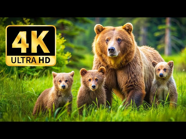 AMAZING ANIMALS 4K 🌿Serene Wildlife Journey | Discover Nature's Beauty with Calming Music