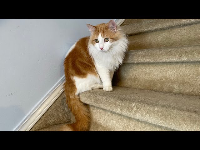 Crazy cute cat’s daily routine, being sneaky,