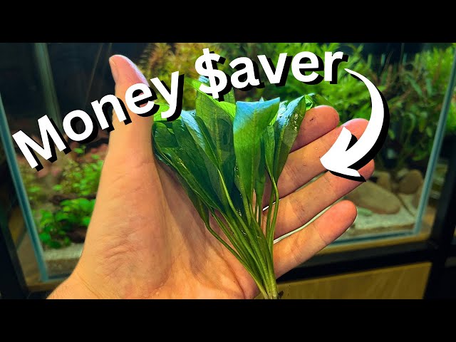 FREE plants? How to easily propagate Amazon sword and other aquatic plants!