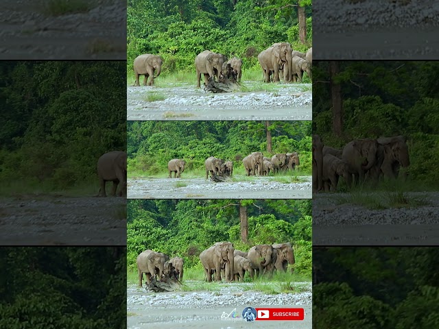 Asian wild elephant family sighting inside the forest