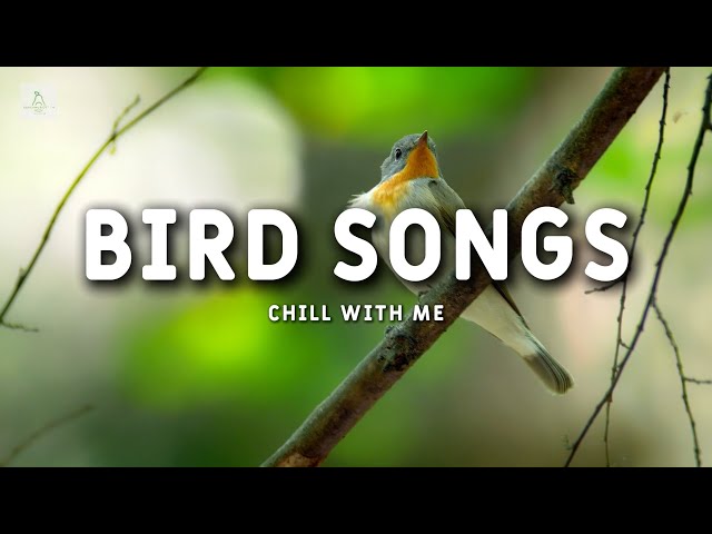 [1 Hour Birds Songs] Birds Sounds, ASMR, Relaxing Ambience | Birds & Windy Ambience