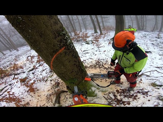 Laubholzernte Januar 04 2025 #wood #buche #timber #forst #forestry #chainsaw #husqvarna #wald