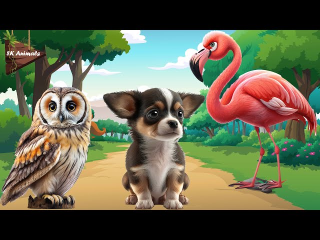 Sounds Of Familiar Animals: Owl, Dog, Flamingo